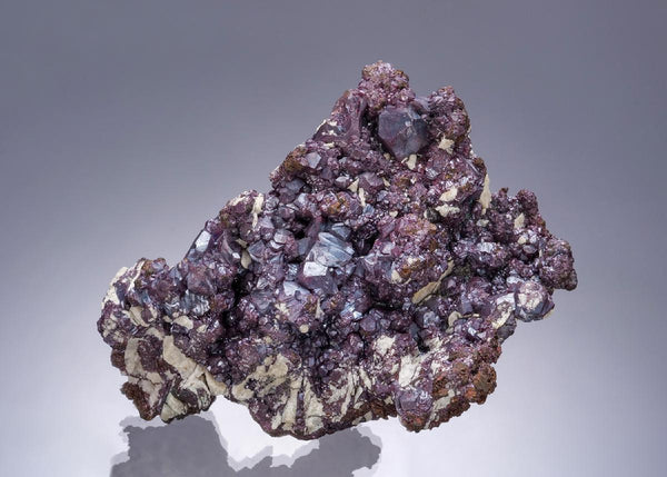 CC54490 specimen image