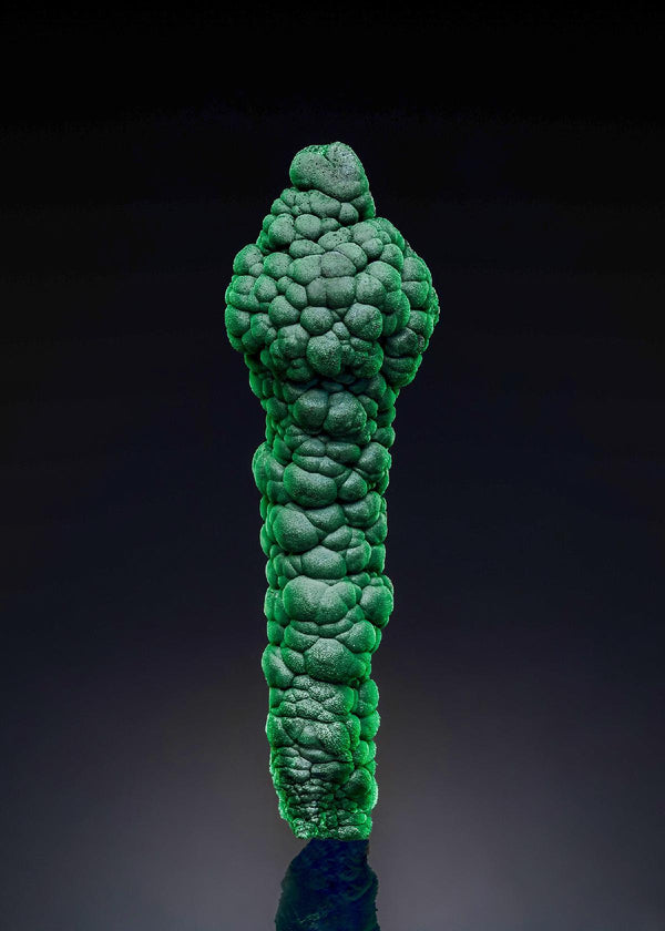CC54626 specimen image
