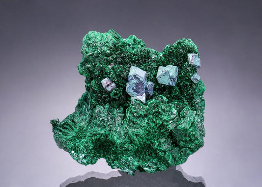 CC54680 specimen image