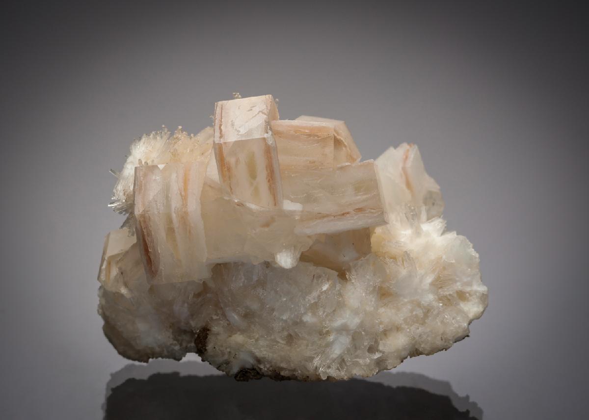 CC5554 specimen image