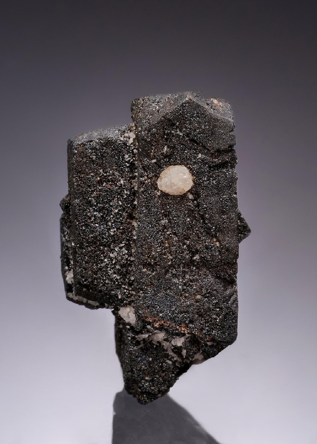 CC55926 specimen image