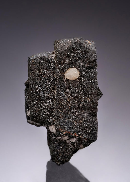 CC55926 specimen image