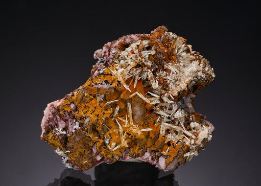 CC55986 specimen image