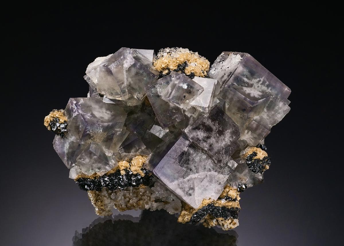 CC55990 specimen image