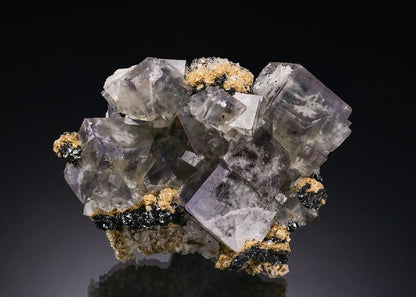 CC55990 specimen image