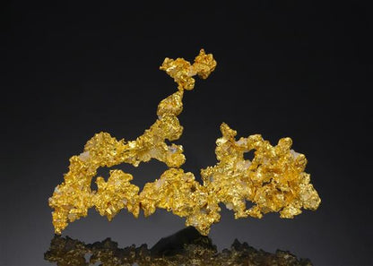 CC5600 specimen image