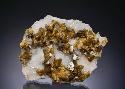 CC56194 specimen image