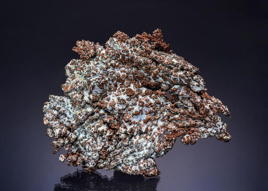 CC56212 specimen image