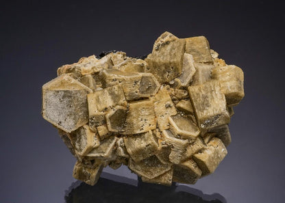 CC56254 specimen image