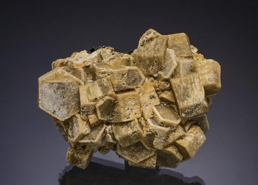 CC56254 specimen image
