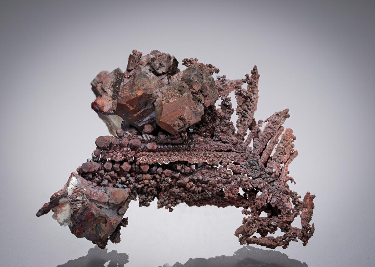 CC5627 specimen image
