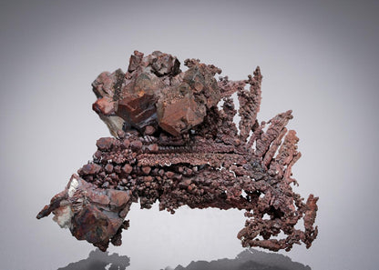 CC5627 specimen image