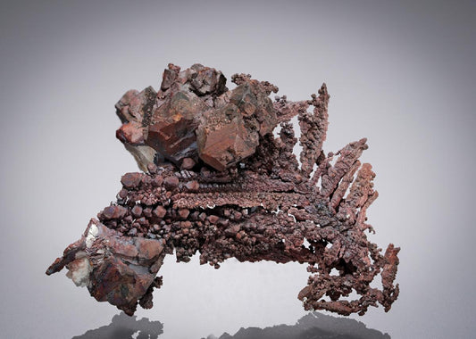 CC5627 specimen image