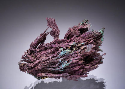 CC56312 specimen image