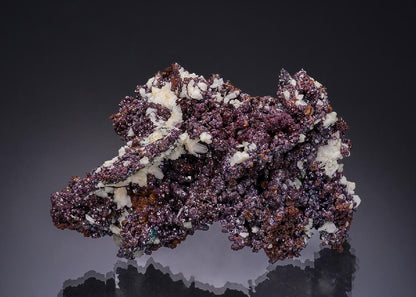 CC56344 specimen image