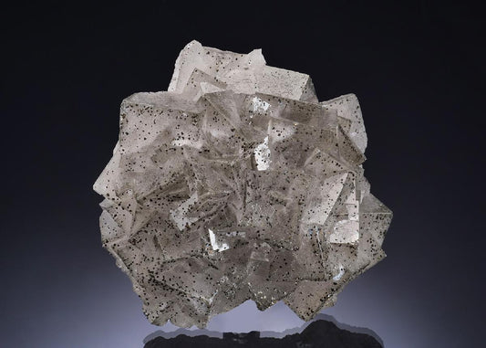 CC56428 specimen image