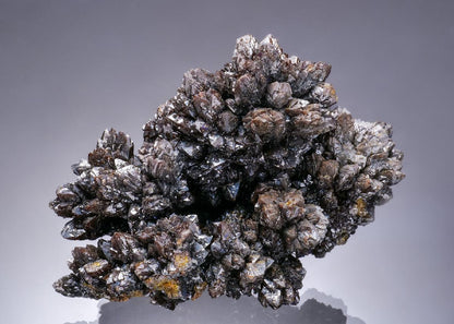 CC56448 specimen image