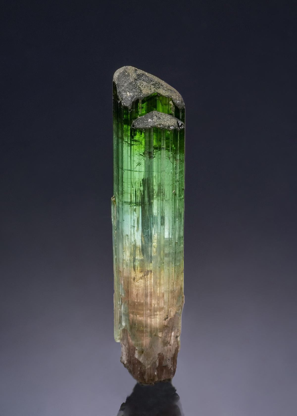 CC56496 specimen image