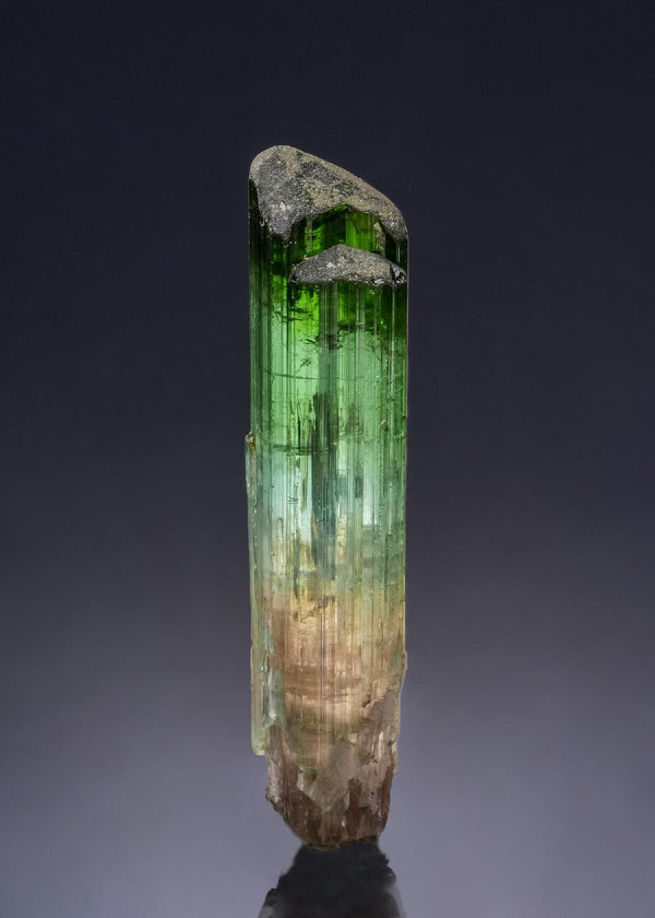 CC56496 specimen image