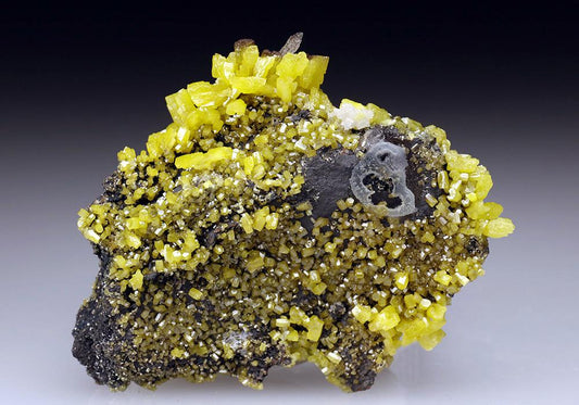 CC5650 specimen image