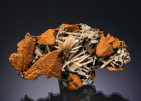 CC56606 specimen image