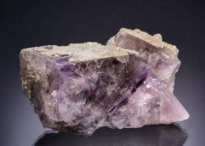 CC56636 specimen image