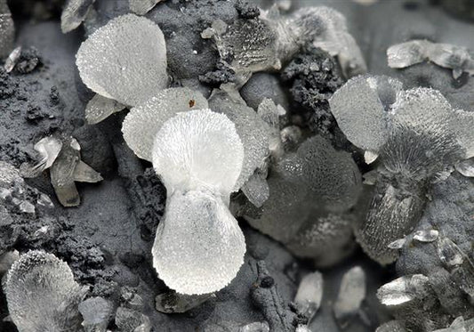 CC5698 specimen image