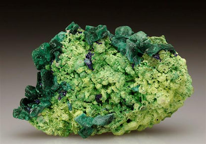 CC5726 specimen image