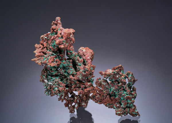 CC57260 specimen image