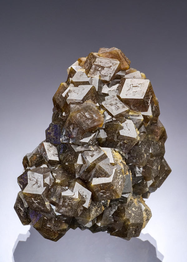 CC57346 specimen image