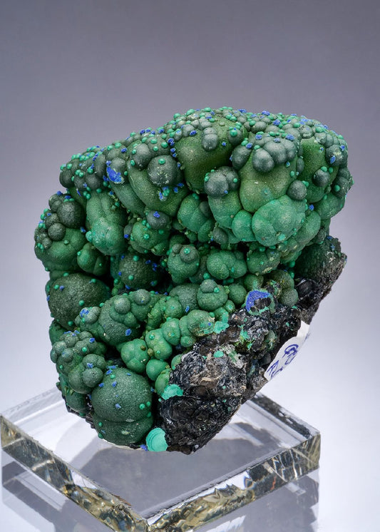 CC57374 specimen image