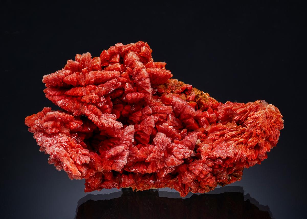 CC57384 specimen image