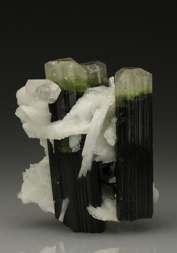 CC5789 specimen image
