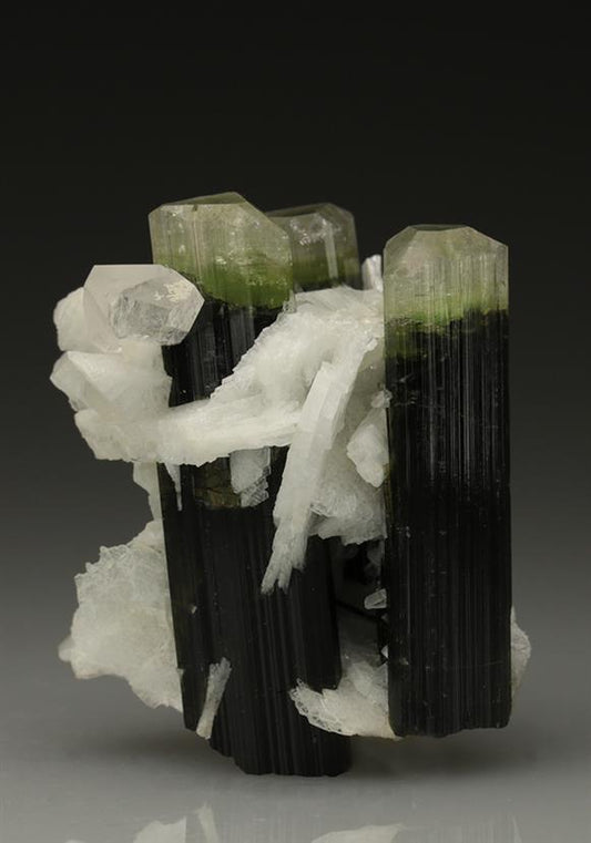 CC5789 specimen image