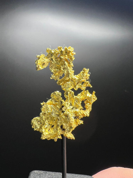 CC58241 specimen image