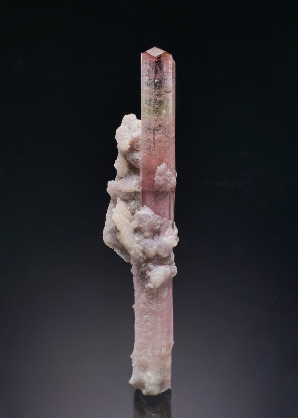 CC58871 specimen image
