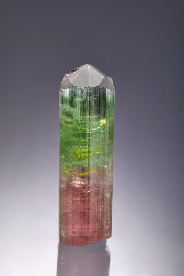 CC58889 specimen image