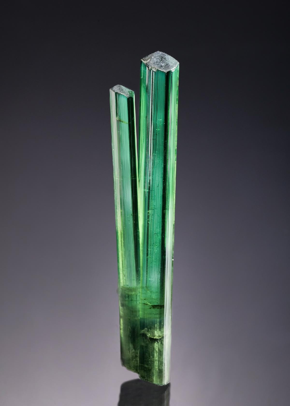 CC58901 specimen image