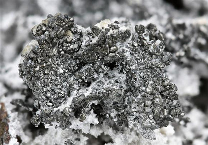 CC5911 specimen image
