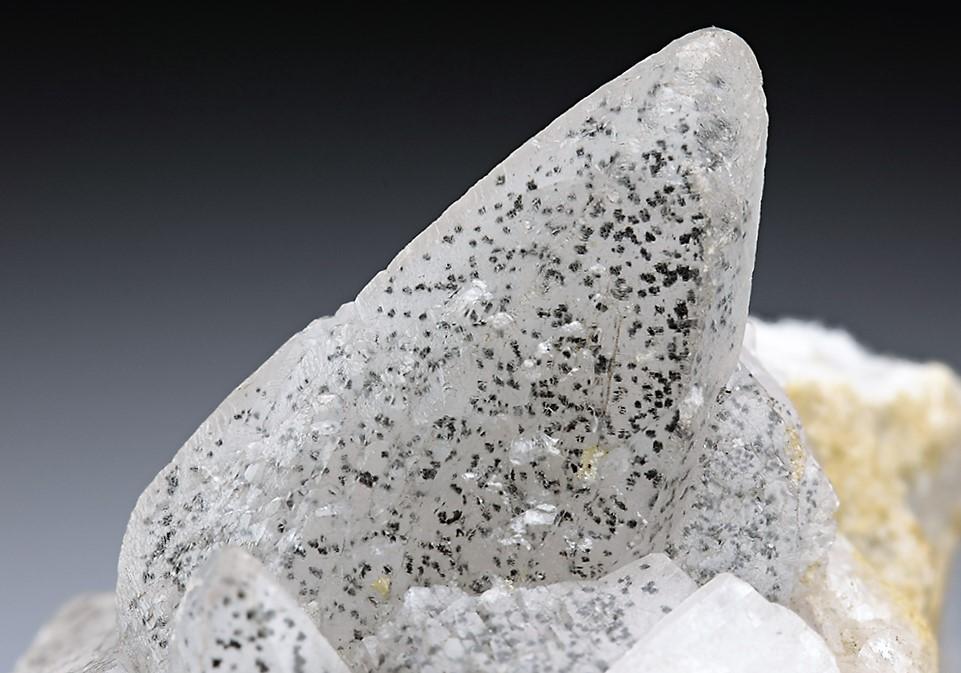CC5946 specimen image