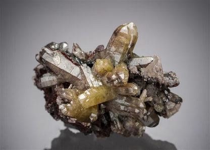 CC5954 specimen image
