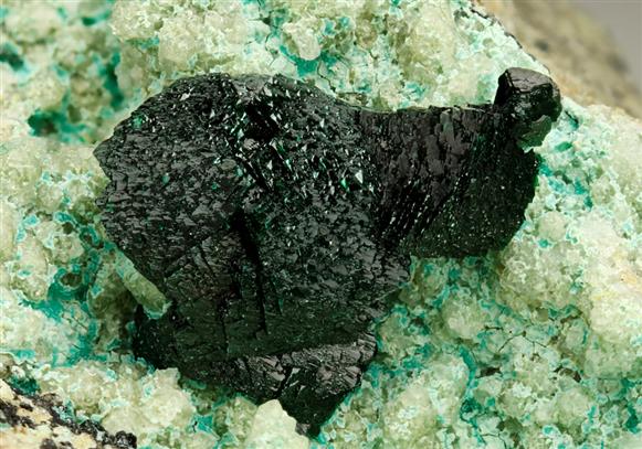 CC6022 specimen image