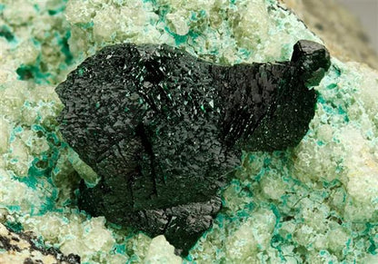 CC6022 specimen image