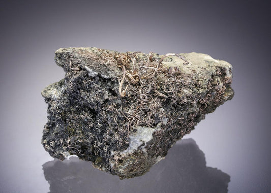 CC61989 specimen image