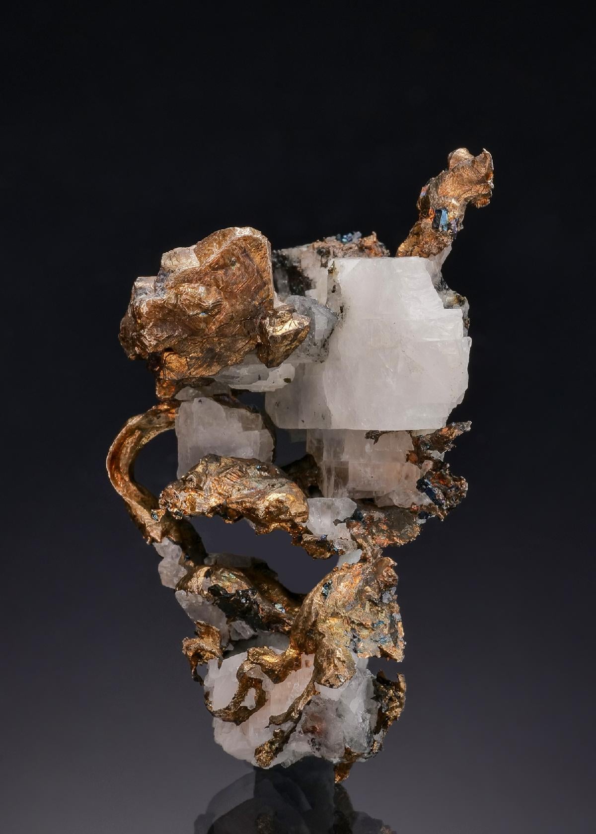 CC63039 specimen image