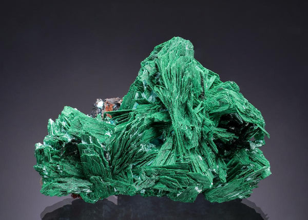 CC63279 specimen image