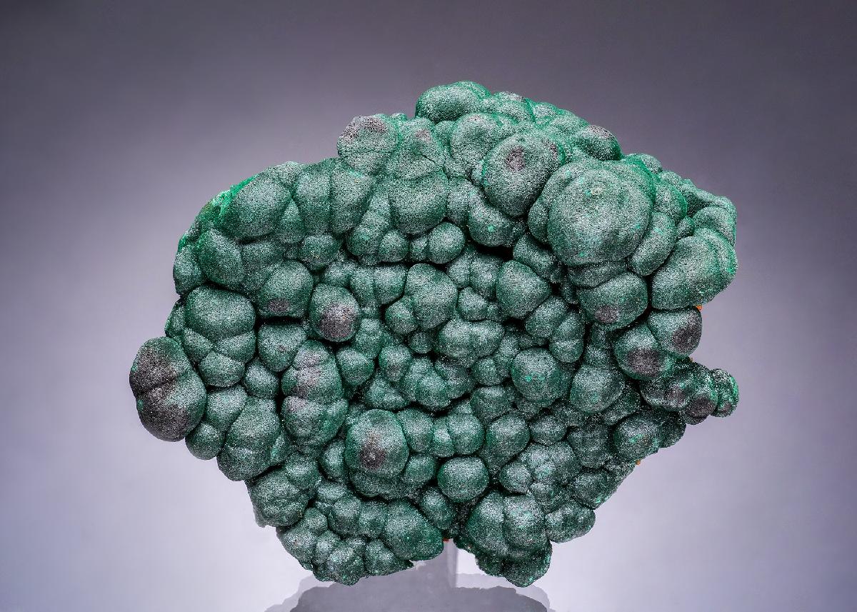 CC63546 specimen image