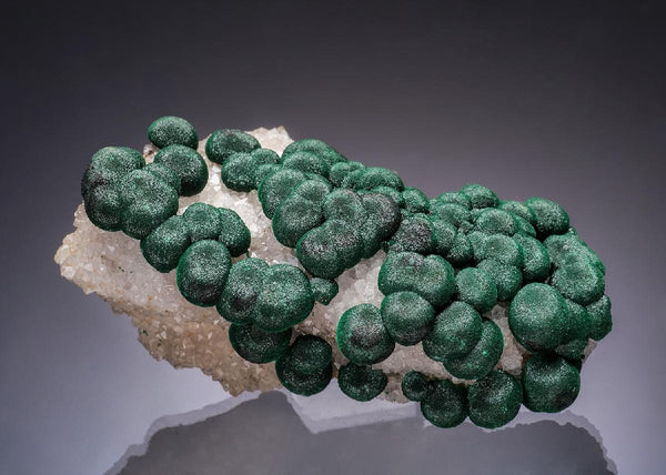 CC63552 specimen image