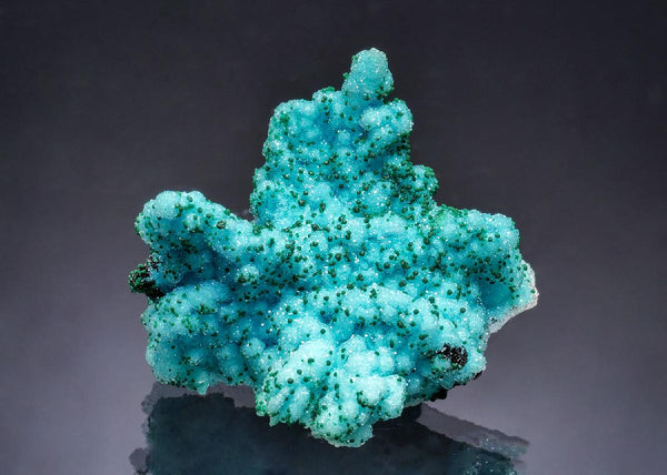 CC63573 specimen image