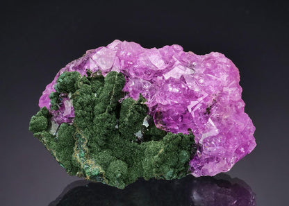 CC64776 specimen image